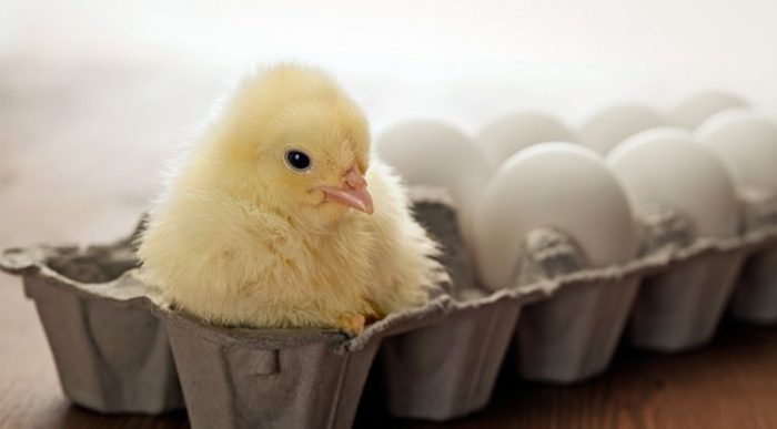 egg-industry